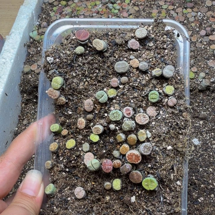 平***凡多肉植物的生长紫49