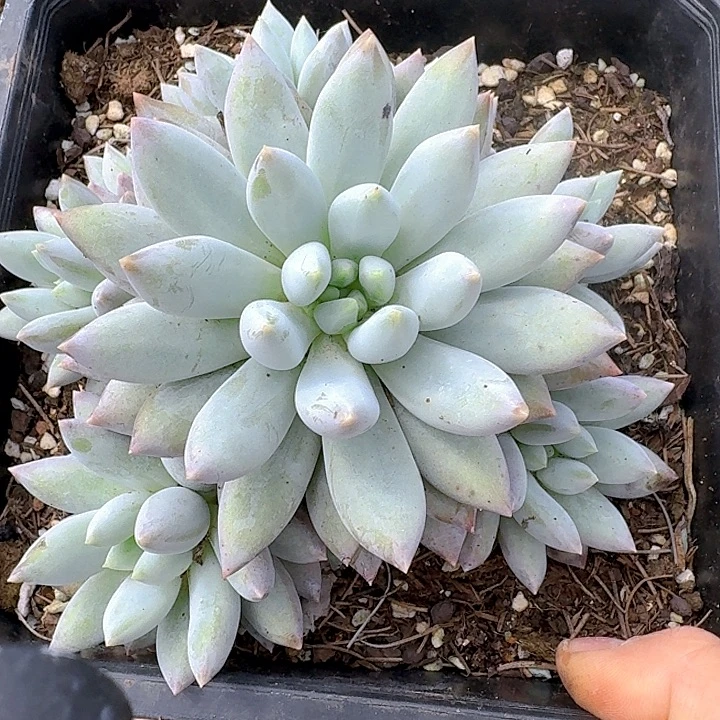 所罗门手捧花多肉植物