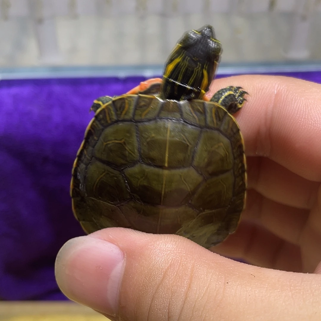不分公母宠物龟西锦