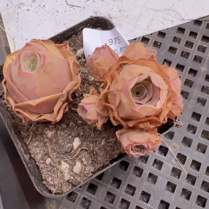 975 裸根不带土发货不包损