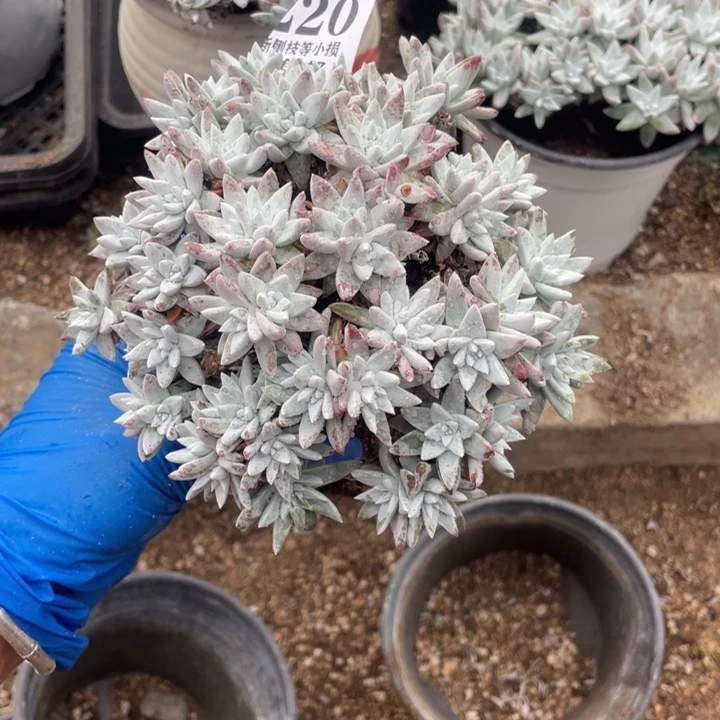 用****2220号白菊多肉植物