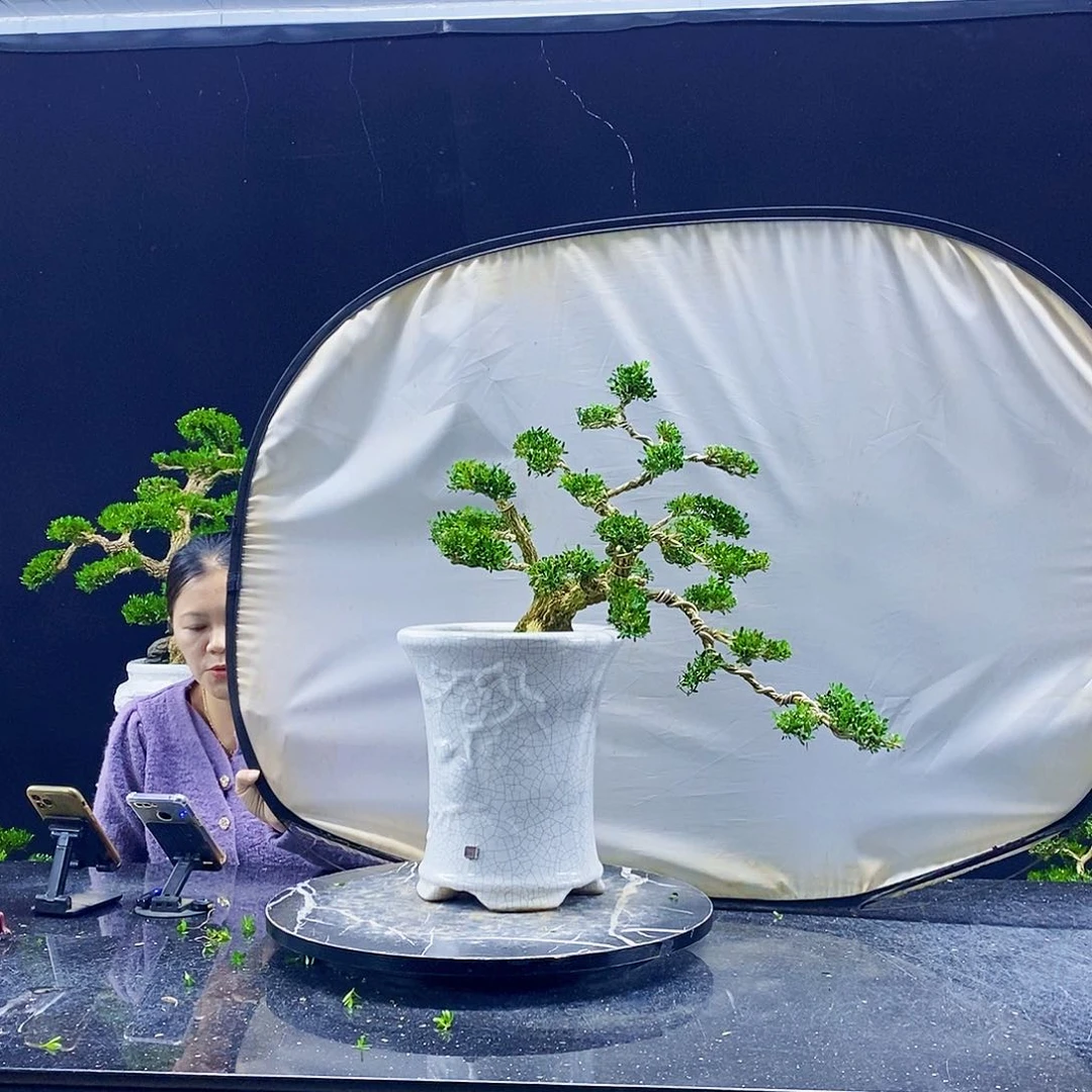 无花朵黄杨盆景造型