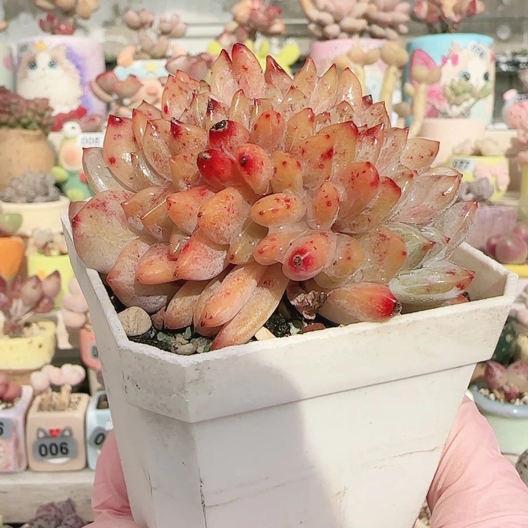 橙子缀化 盆口6cm