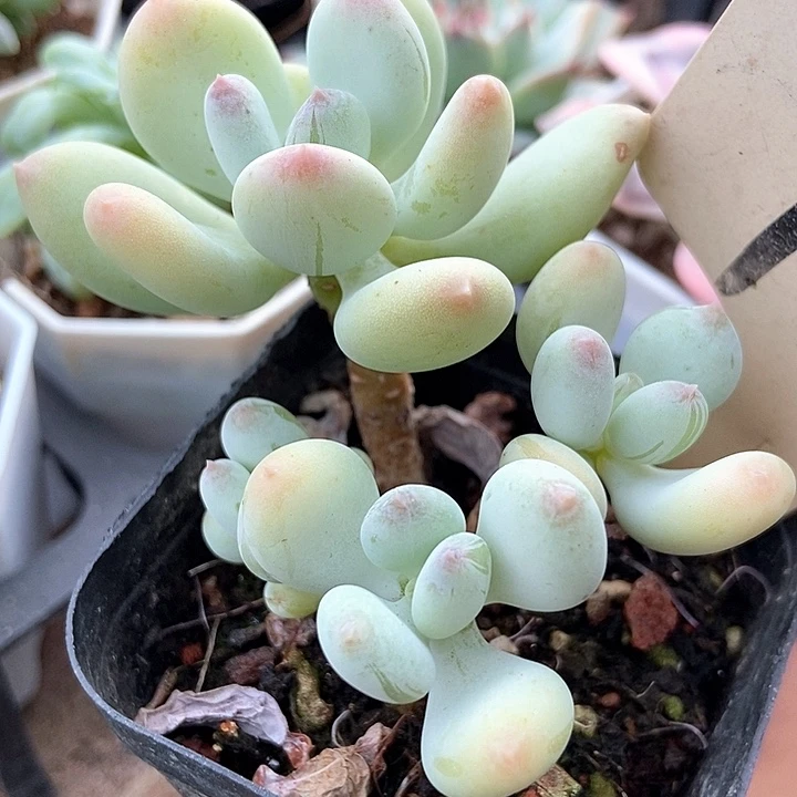 多肉植物彩虹奶7233多肉