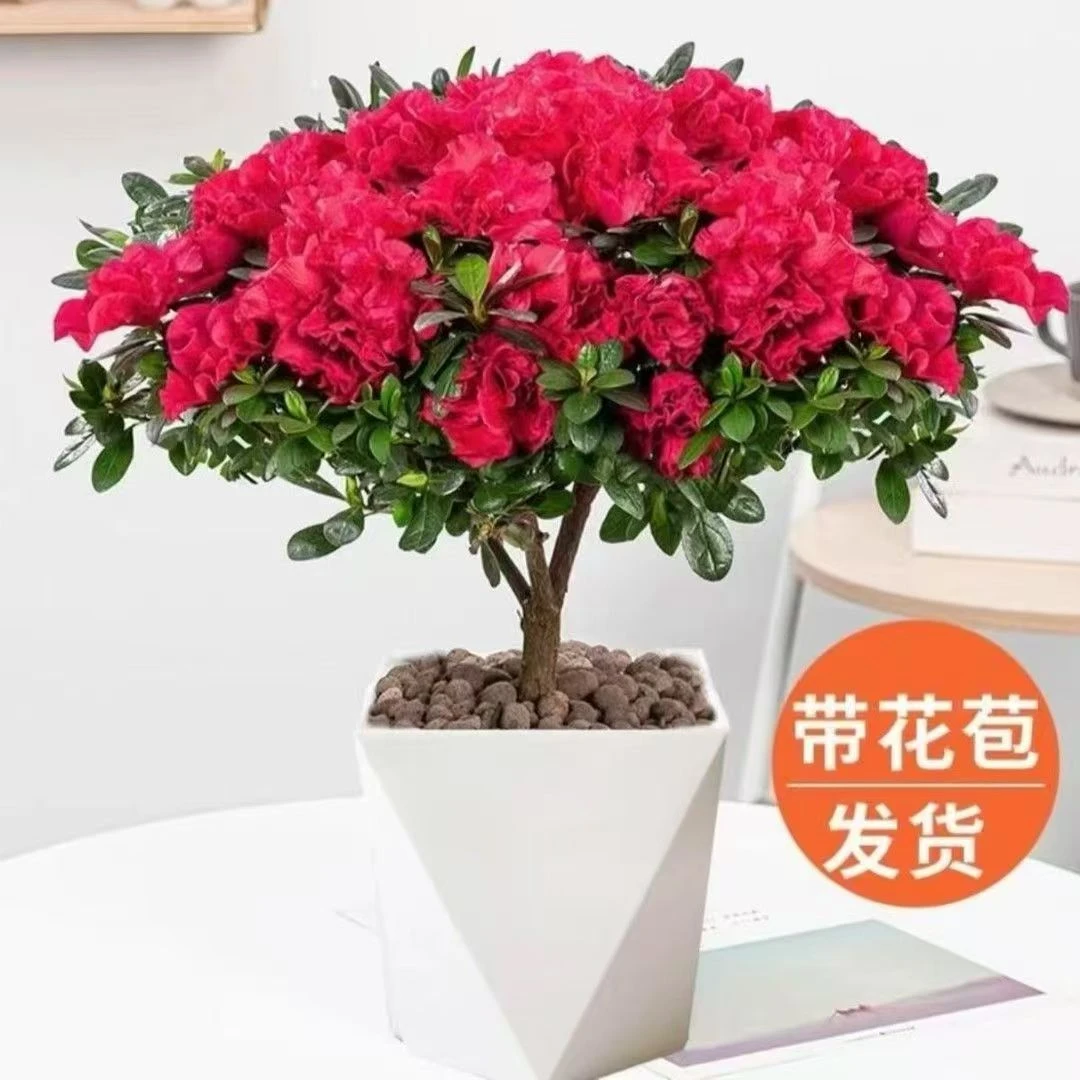 【开仓特价】杜鹃花盆栽室内外绿植庭院阳台花卉带花苞好养植物