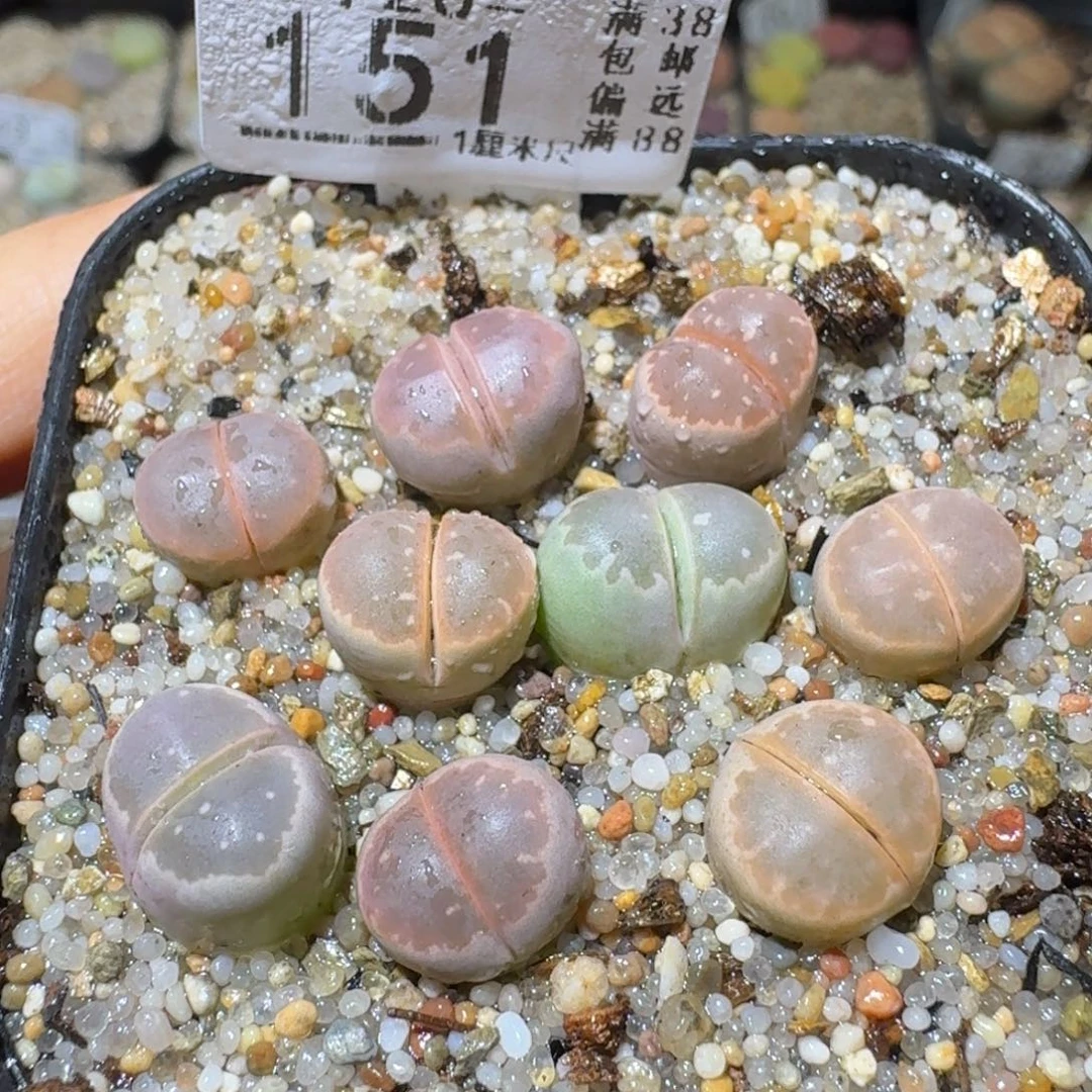 Sss生石花清货151