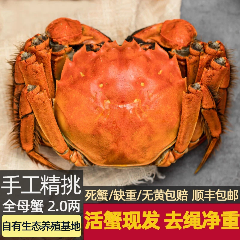 【村支书姚其飞专属】藏皇阁母2.0两8只+2只精挑鲜活大闸蟹活蟹现发