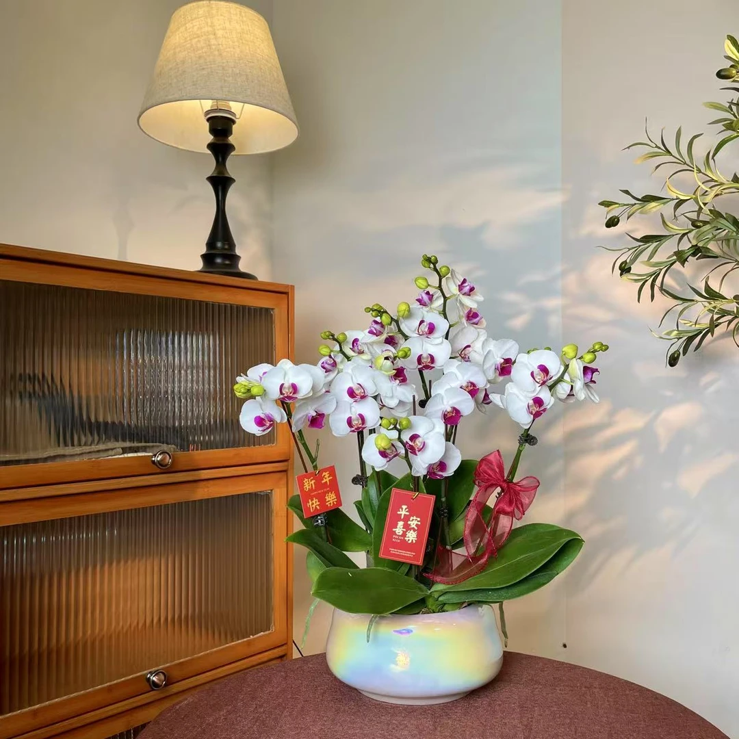 【雪玉-蝴蝶兰】轻奢 中式 禅意 绿植盆栽 送礼装饰 年宵花