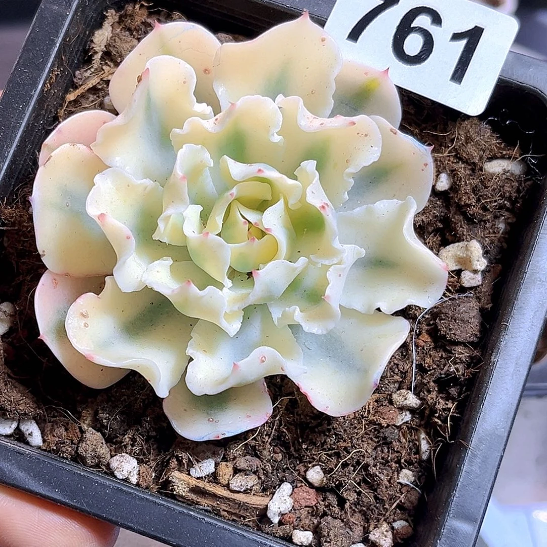 心***虎761  海啸锦 满18包邮