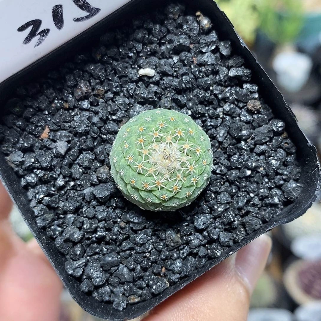 实生菊水315号2cm