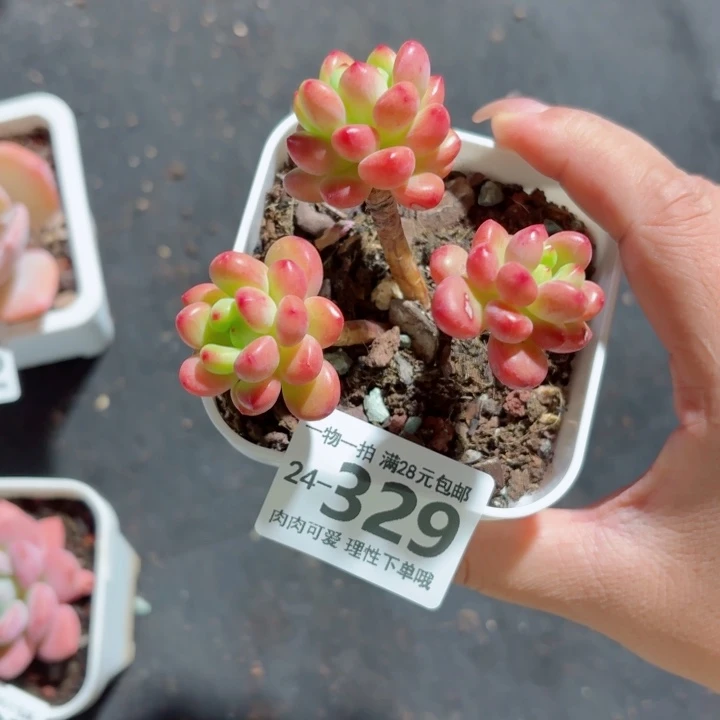 香格里拉多肉无盆土发货无