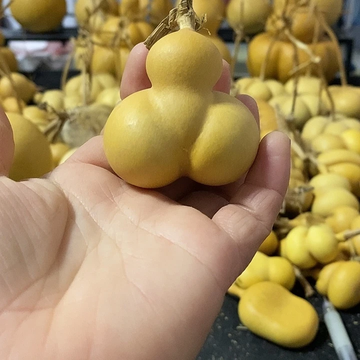 ?**愿葫芦的颜色是蓝色还是