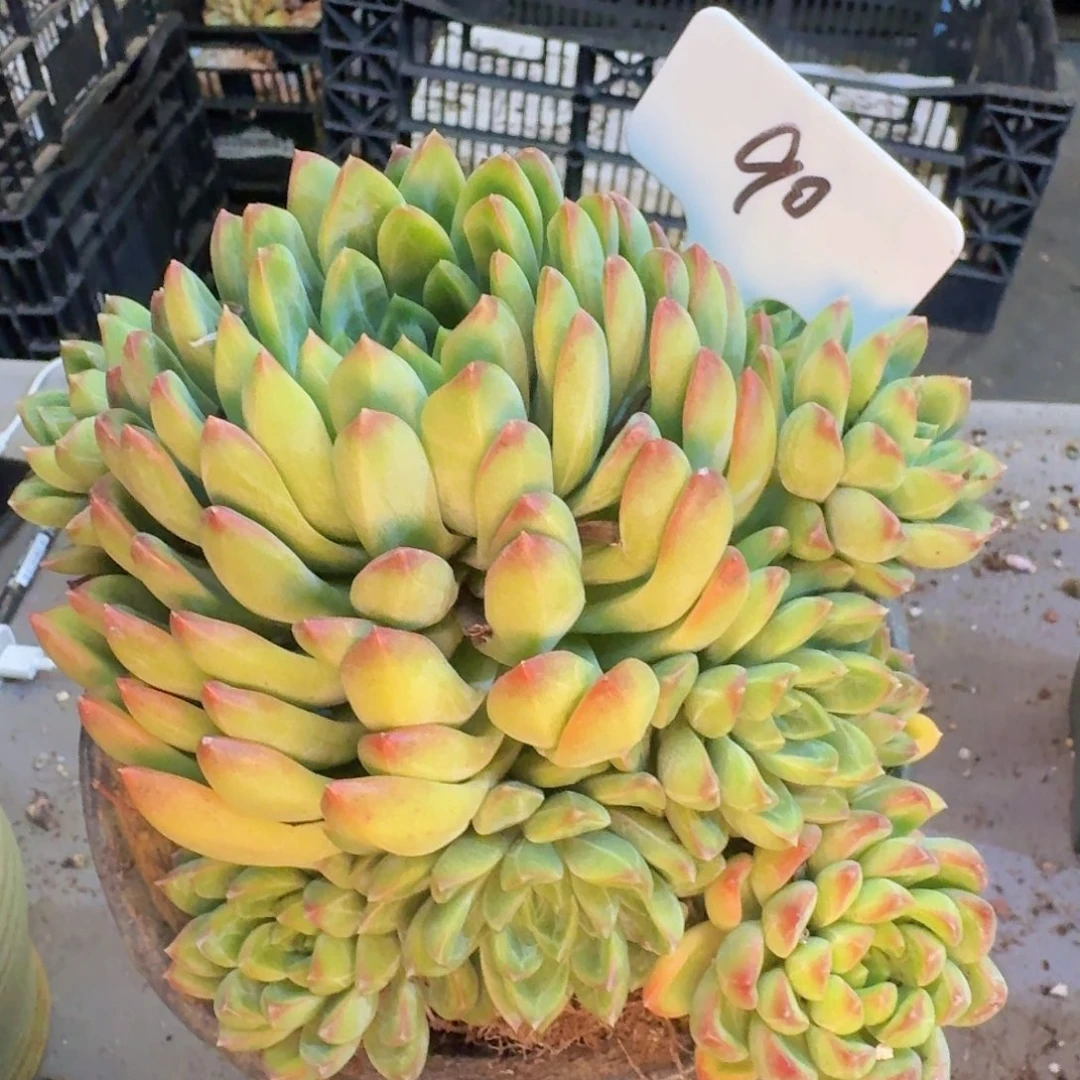 多肉植物的生长发育