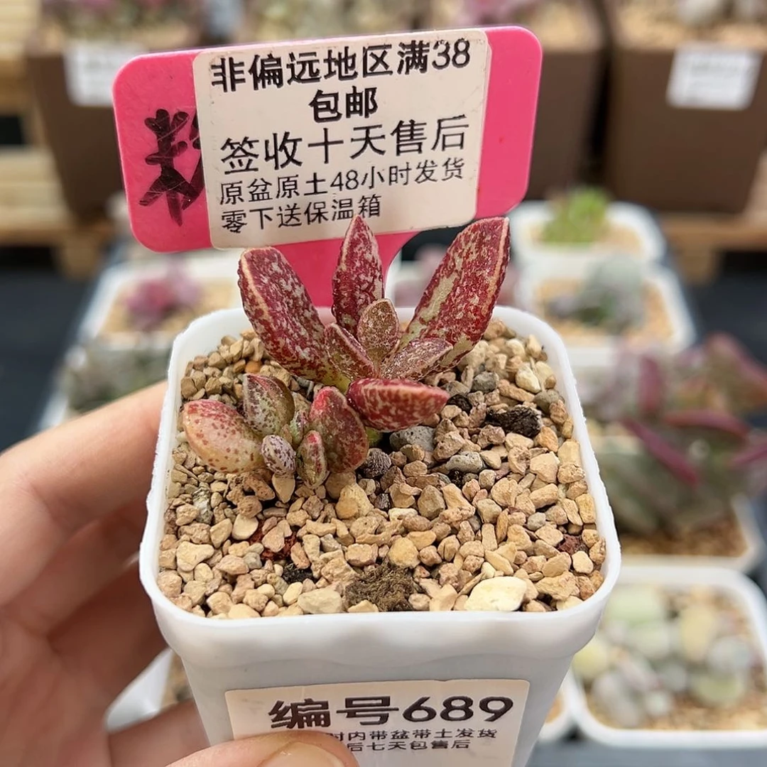 蕊*689紫马蛋锦多肉