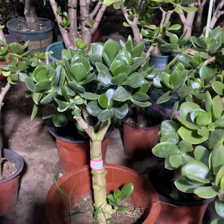 晴***天原始老青玉一物一拍