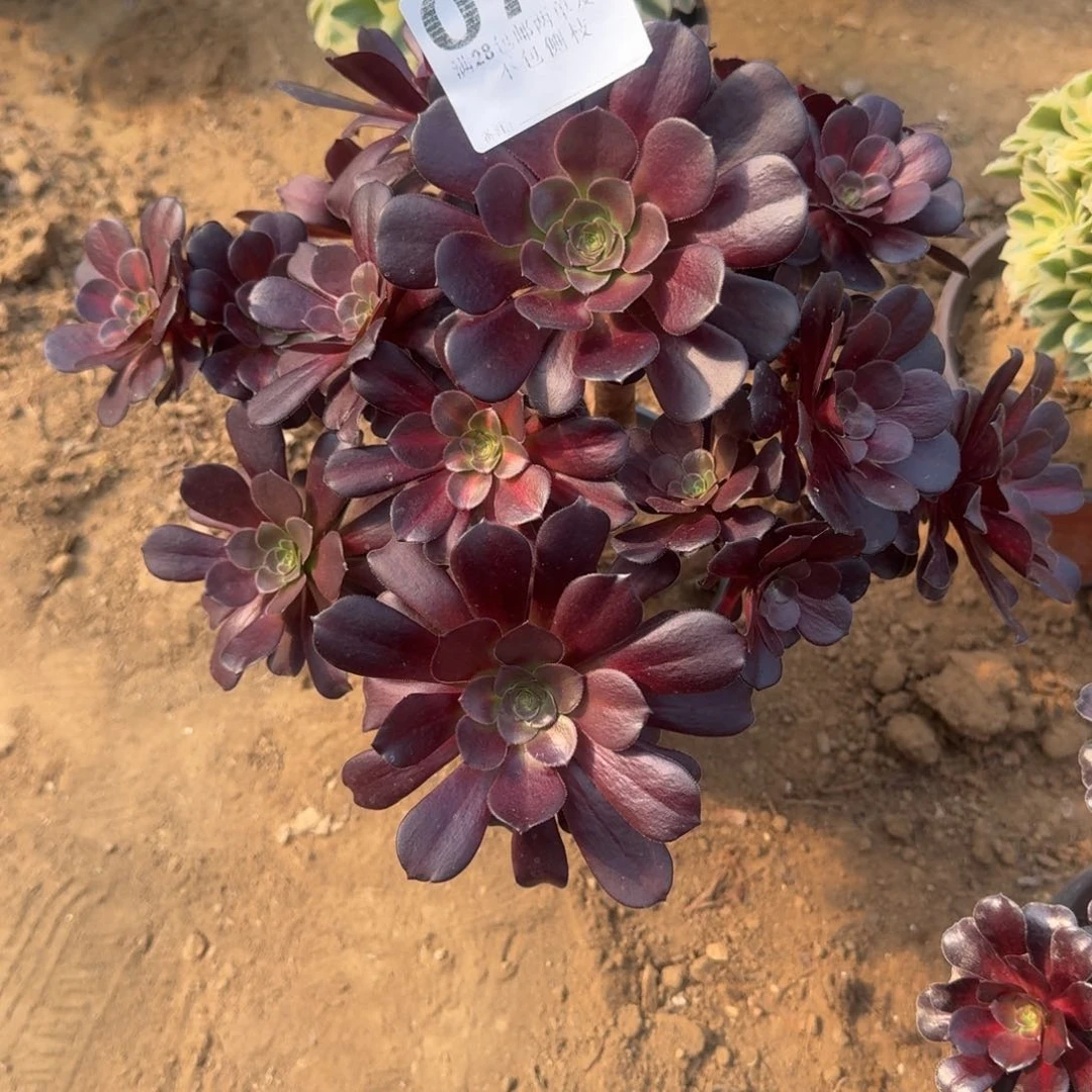 平*76号无主头花娜阴阳清棚不包损