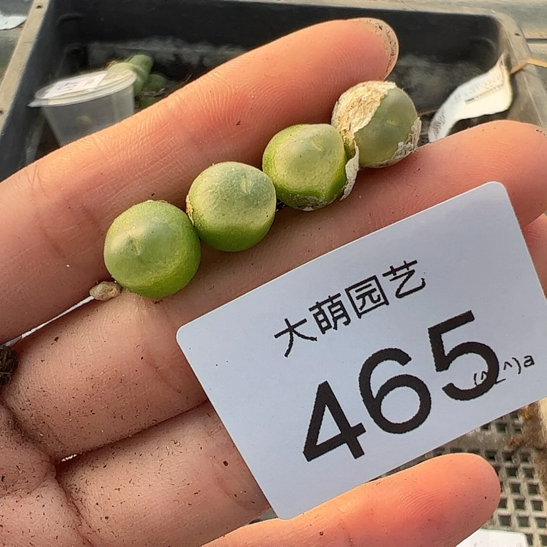 一物一拍      无售后     465