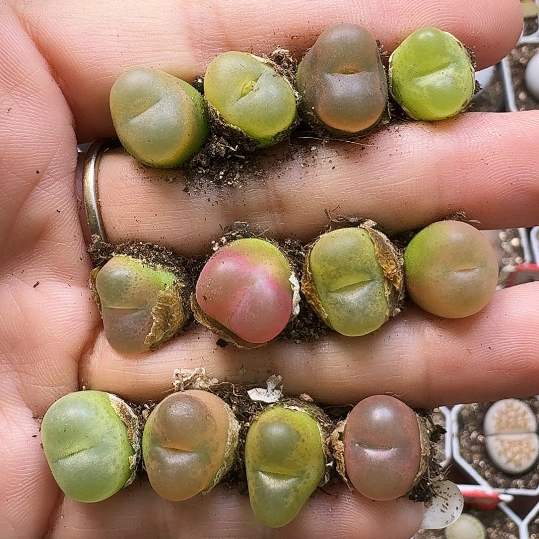 生石花11111。  301