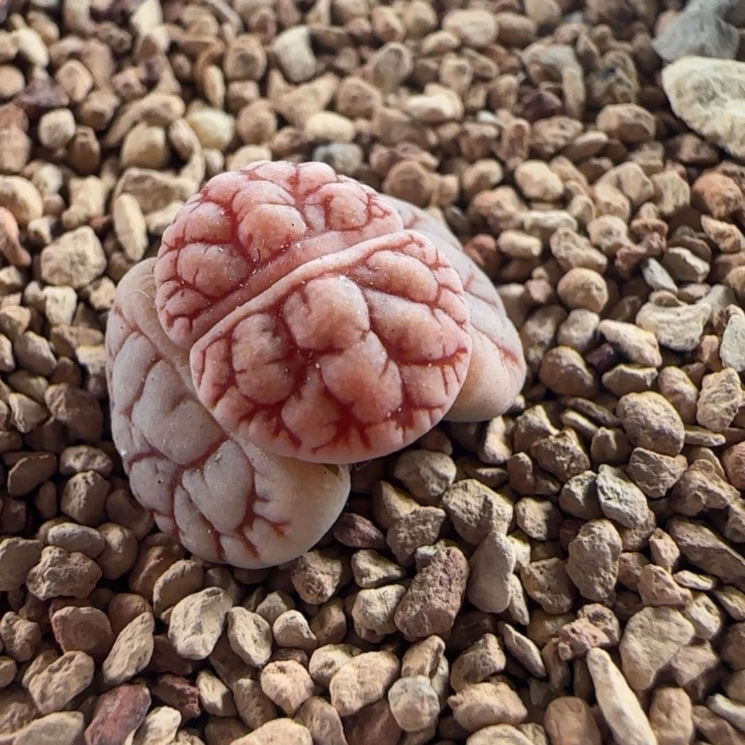 0572/189*261/多肉植物/