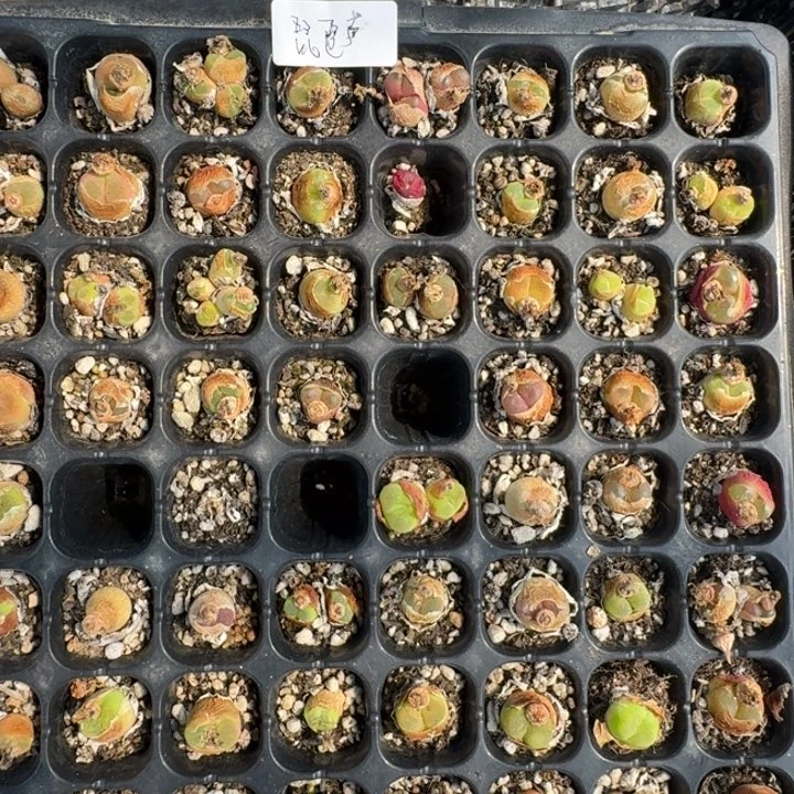 穿****声琵琶欧泡毛混福利组合福利