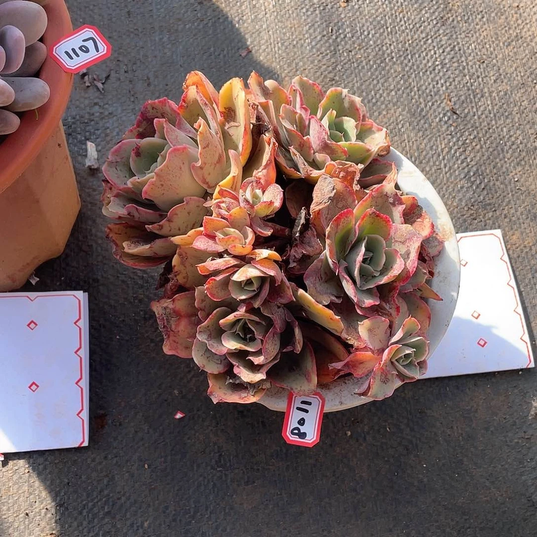 1108花蝴蝶 一物一拍多肉