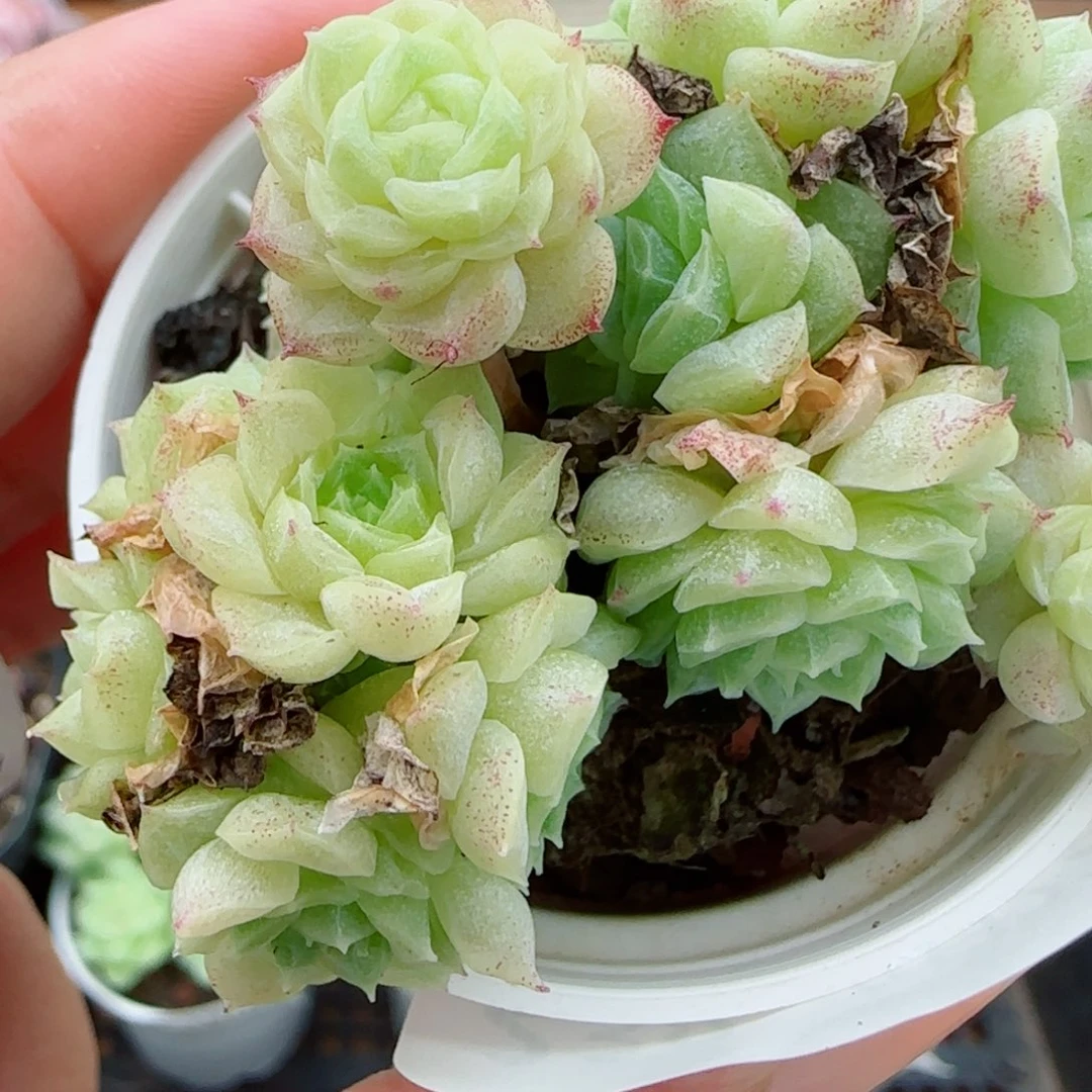 花语逸镜0922-238散