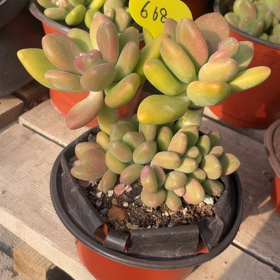 芒果美人多肉植物668