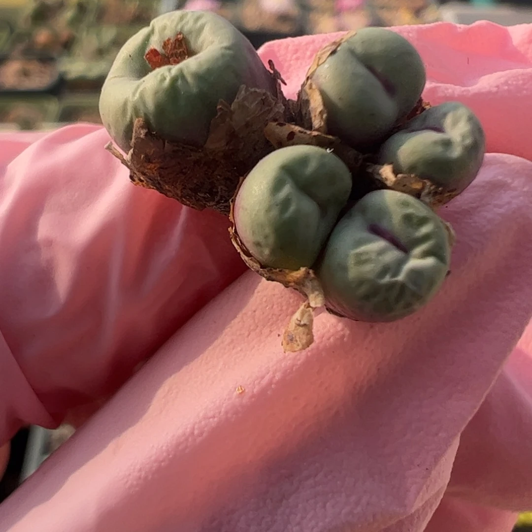 410 好看的多肉冲冲冲