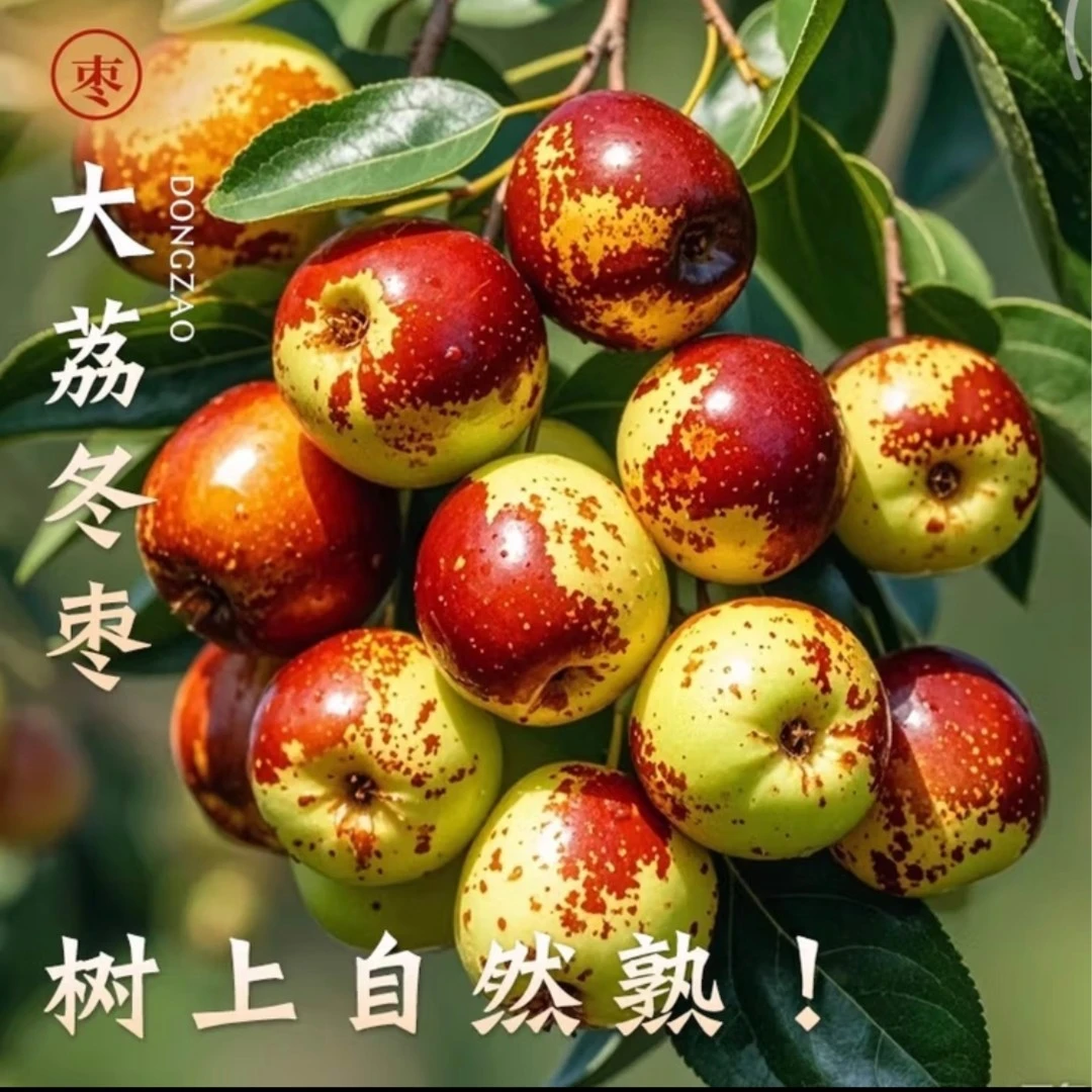 【应季鲜果】正宗陕西大荔冬枣5斤脆甜枣新鲜大枣冰糖  顺丰直发L