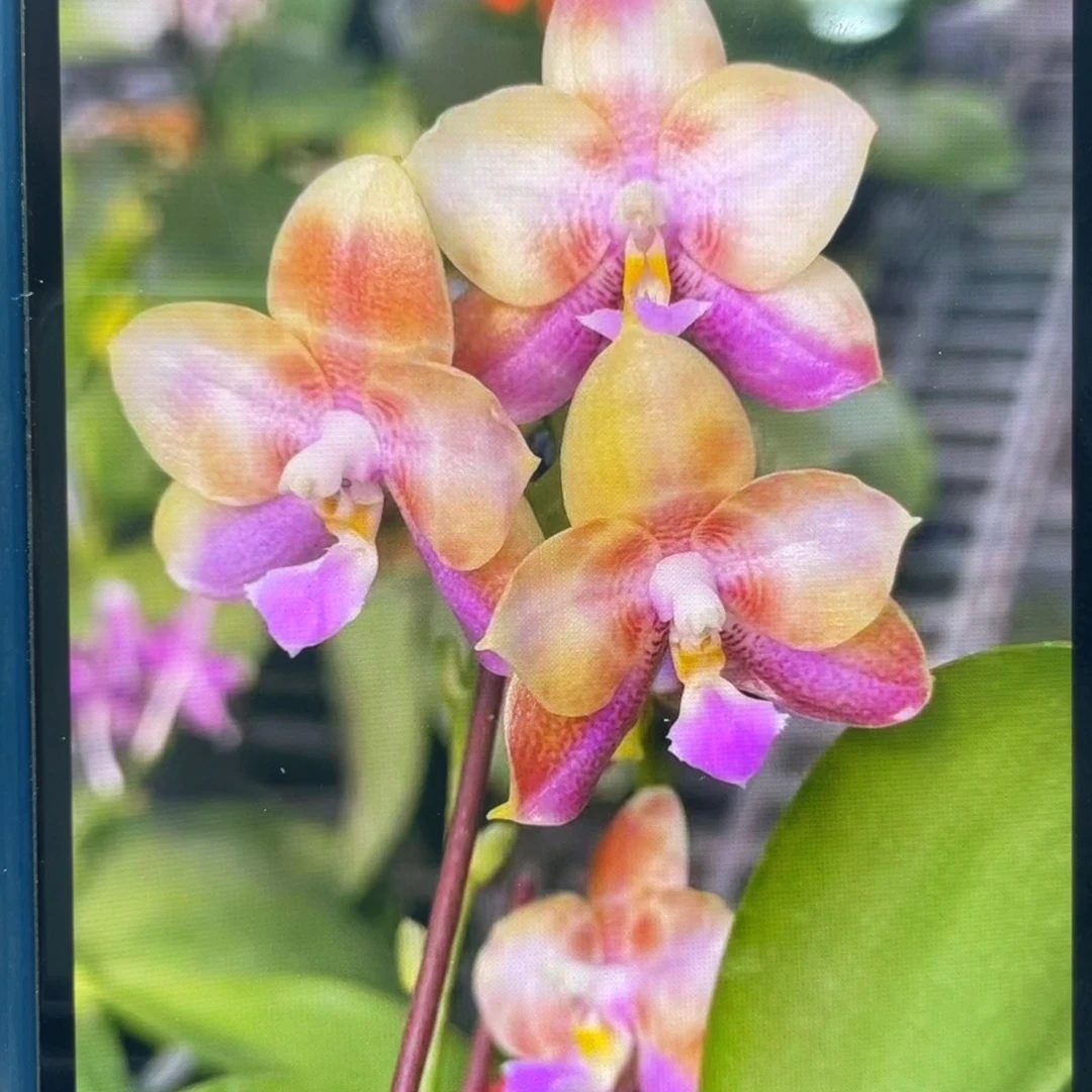 完全开放功夫，分生，2.5杯苗1棵