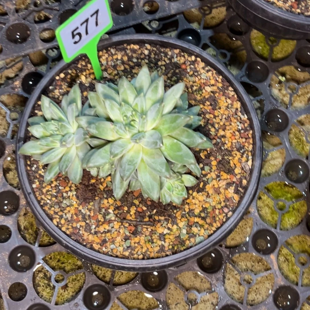 ～***～多肉植物优选美人577