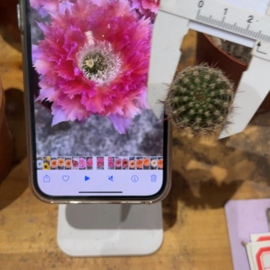 彩草6号羽毛2公分左右侧芽