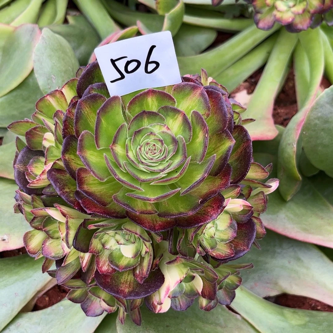 苹**艺506海王七彩多肉植物