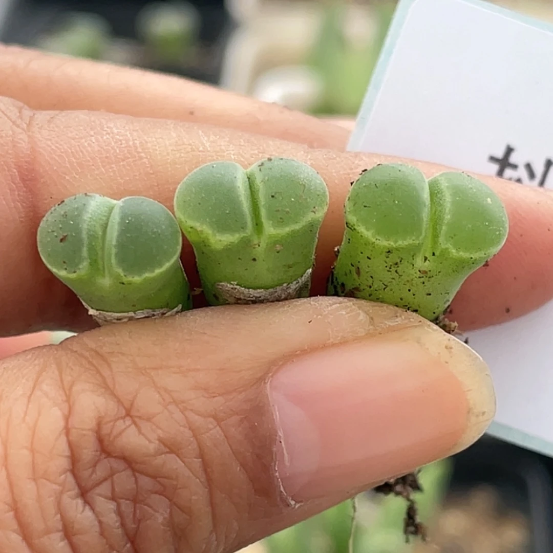 23-10肉锥y400风铃苗