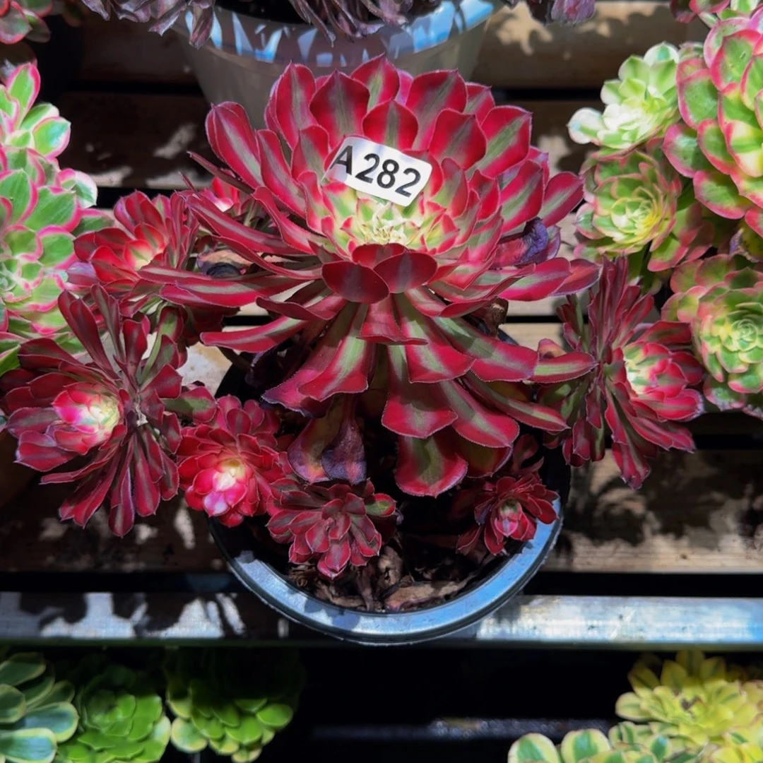 亿***市282多肉植物法师号