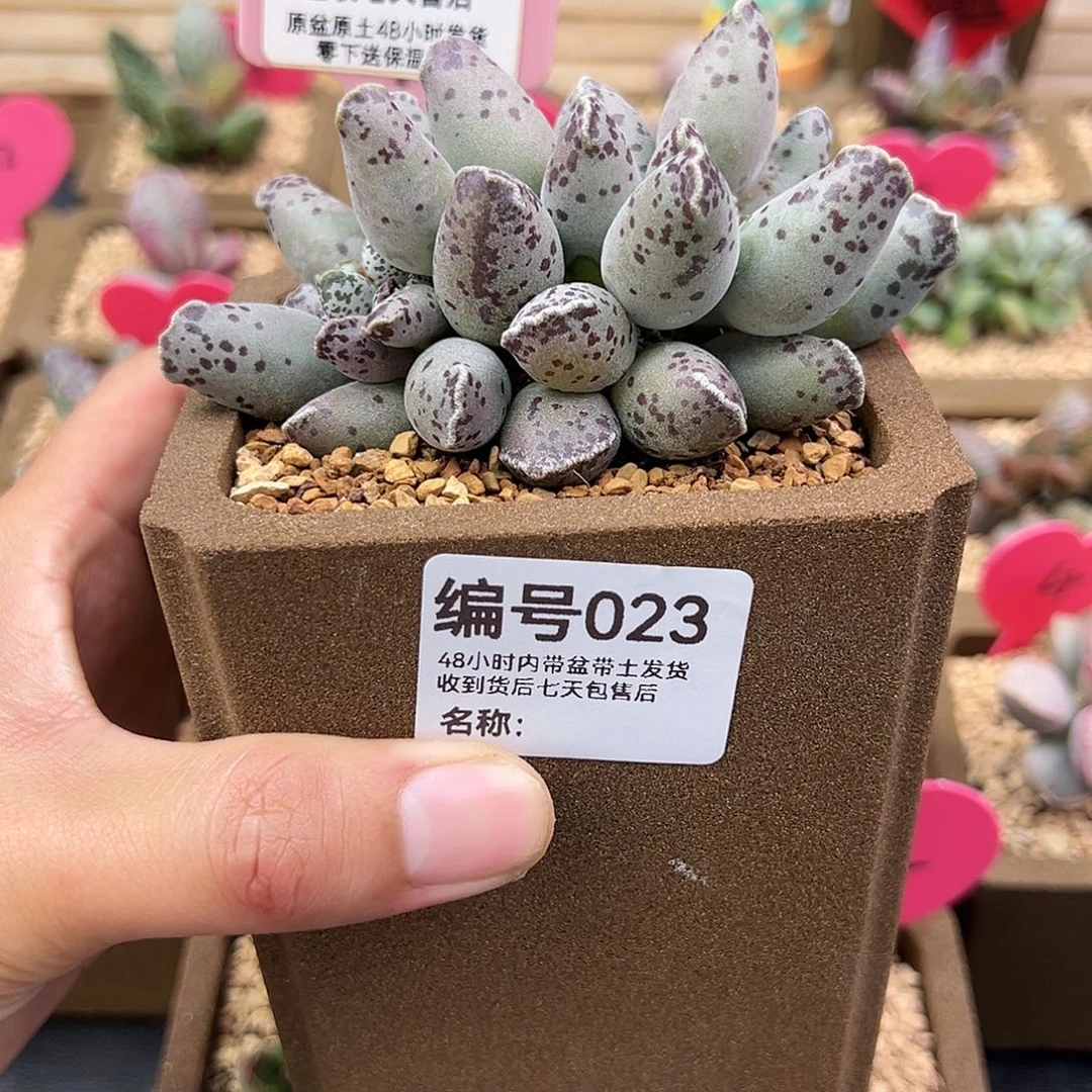 健***忙023白肌海豹水泡多肉