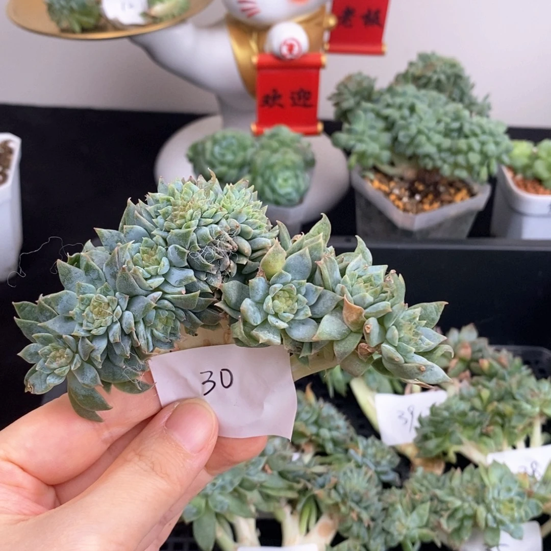 30号九头两缀冰魄小树