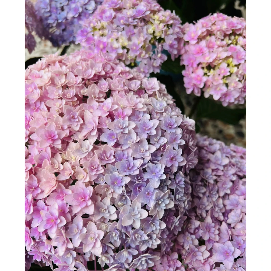 【花手鞠】 重瓣大花绣球 多年生 花期长 花量大庭院阳台易养护老桩