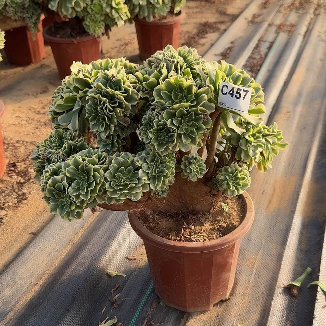 457绿豆莎一颗呀呀有伤