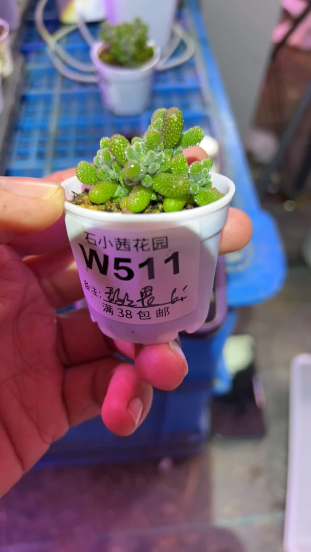 敌-翡翠-多肉植物枝干番杏