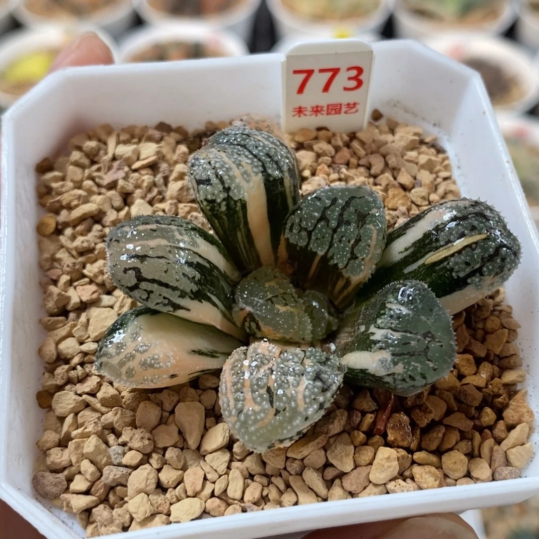 773摩多寿锦一物一图