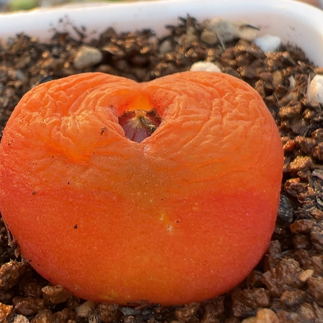 269多肉植物百科水蜜桃1430.5