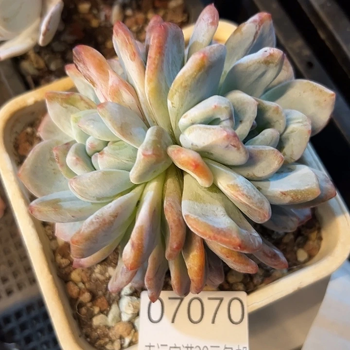 幸运的是我没有在学校