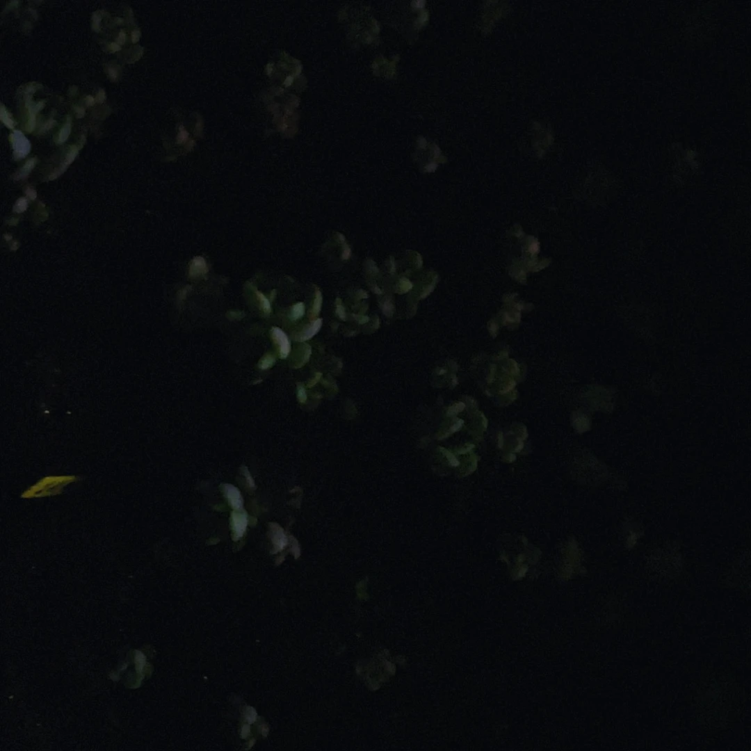 红恋小苗切糕一个满25包邮