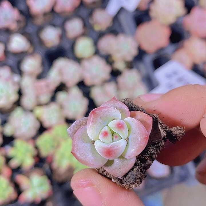 Q橙【满10颗包邮】多肉