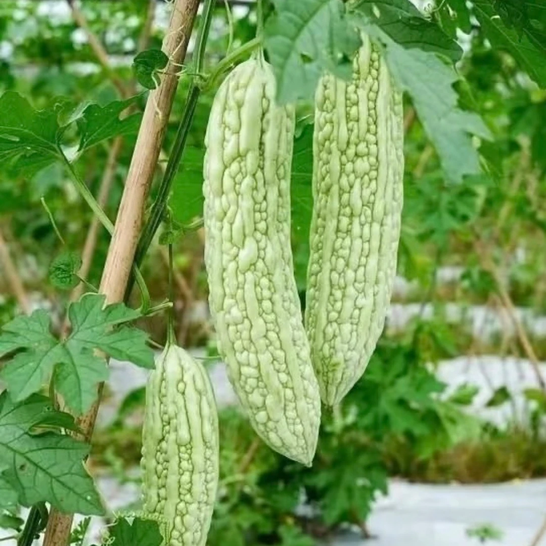 （苦瓜）顺丰包邮-湘西本地珍珠苦瓜农家自种