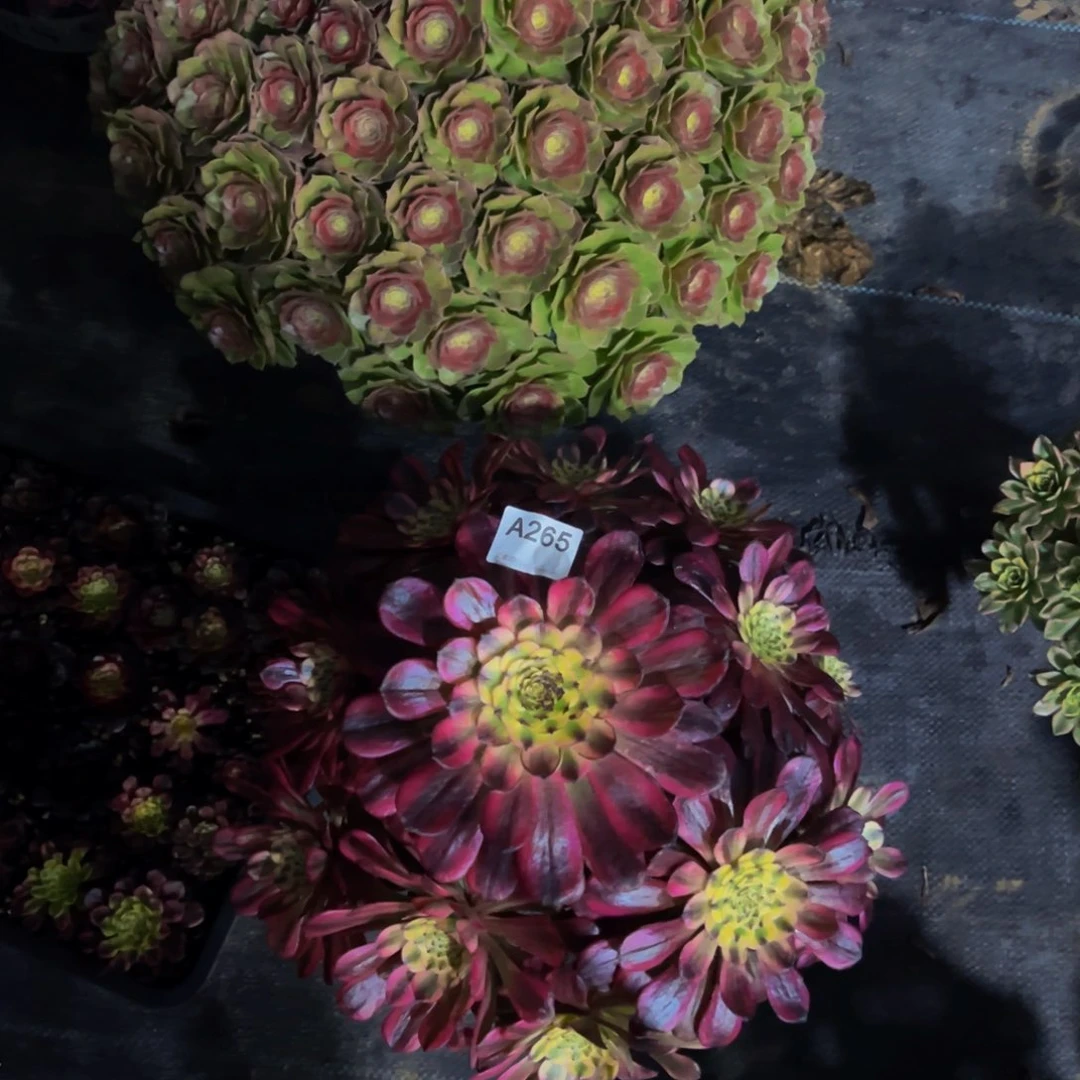 万圣节月蝉多肉植物265271