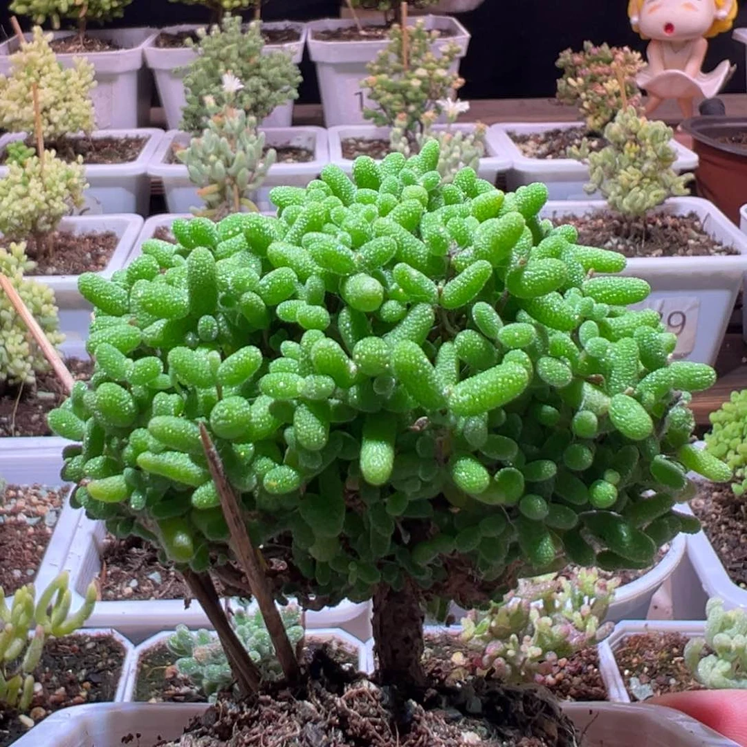 J275金桔带盆土发货一物一拍