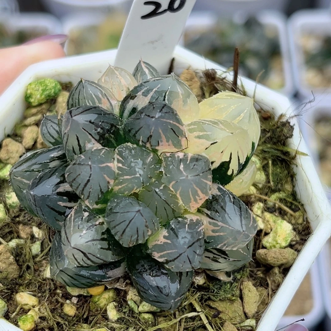 20龙爪玉露锦多头福利专场