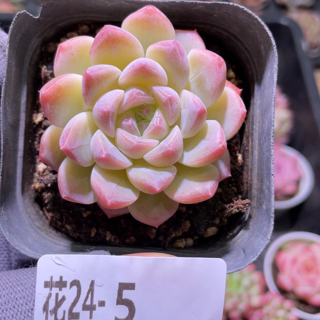 花利美24-5明月心